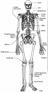 The Skeletal System - The Skeletal System!